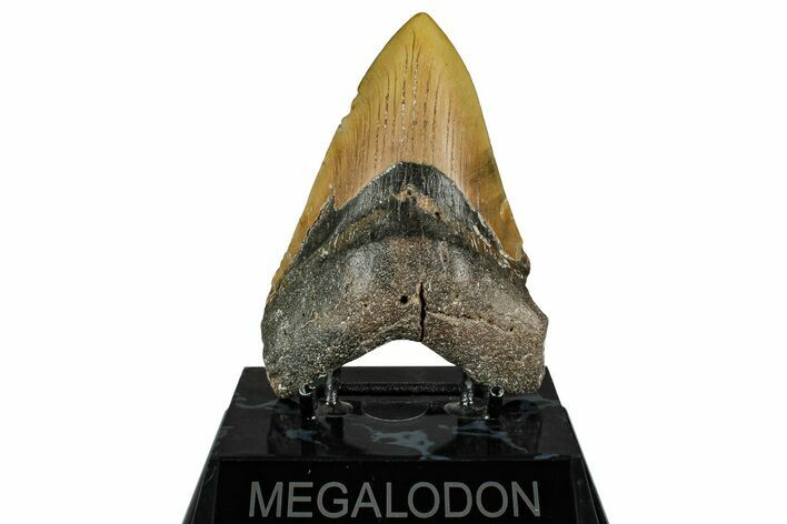 Fossil Megalodon Tooth - North Carolina #354432